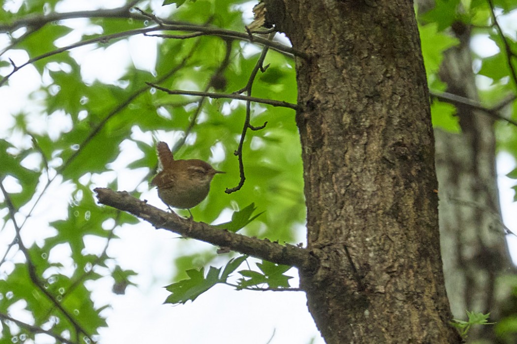 Eurasian Wren