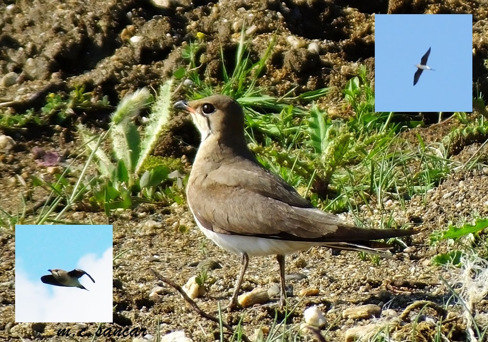Black-winged Pratincole