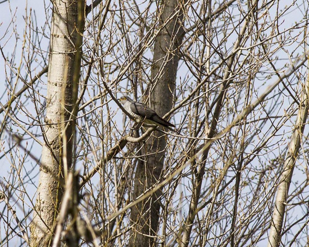Common Cuckoo