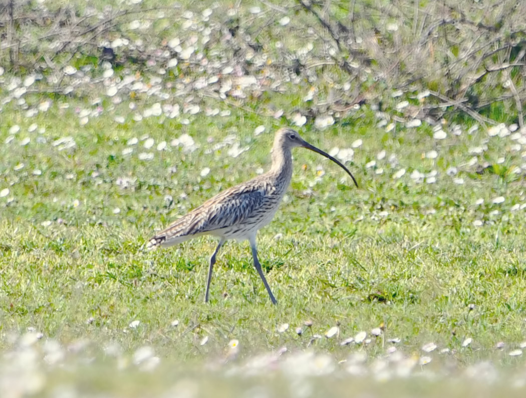 Eurasian Curlew