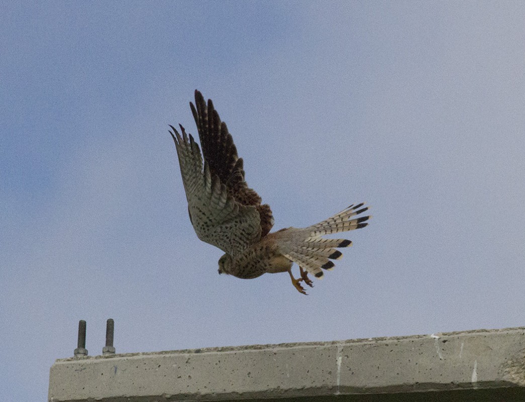 Common Kestrel