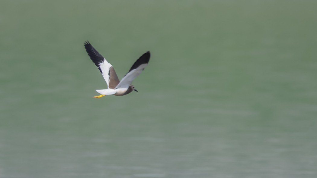 White-tailed Lapwing