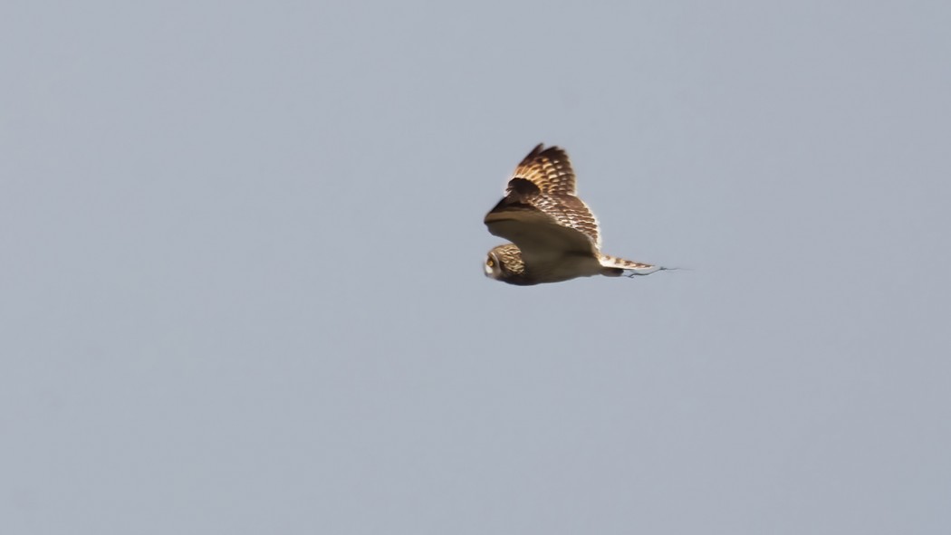 Short-eared Owl