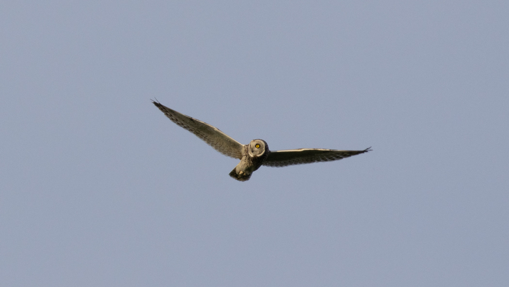 Short-eared Owl