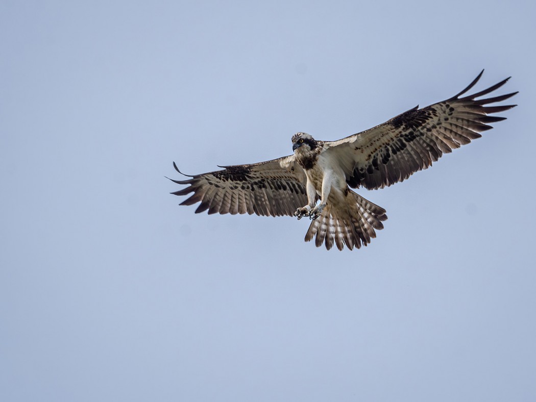 Osprey