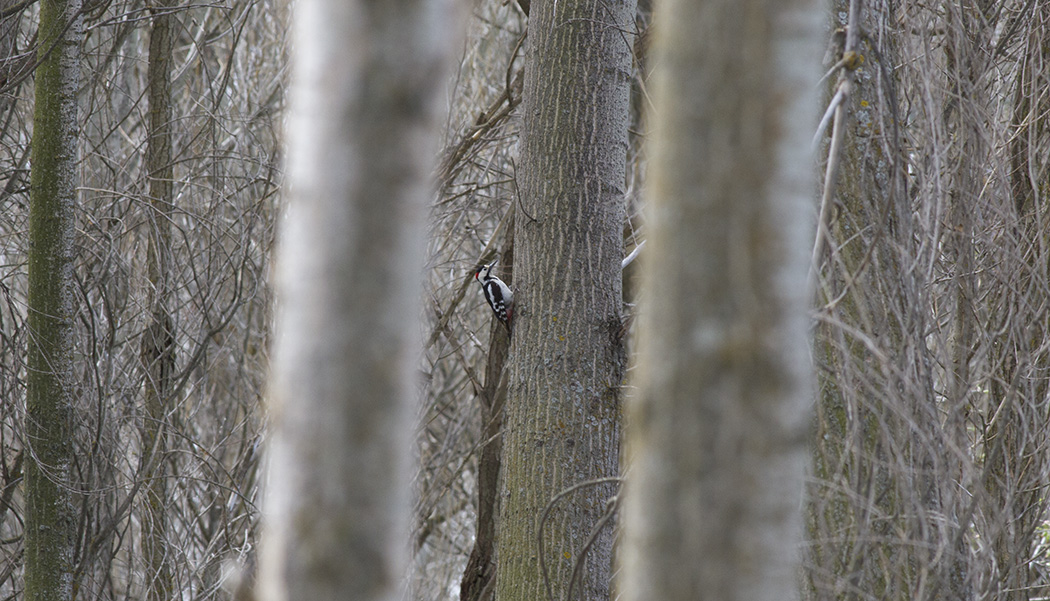 Syrian Woodpecker