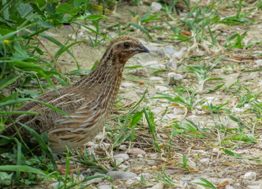 Common Quail