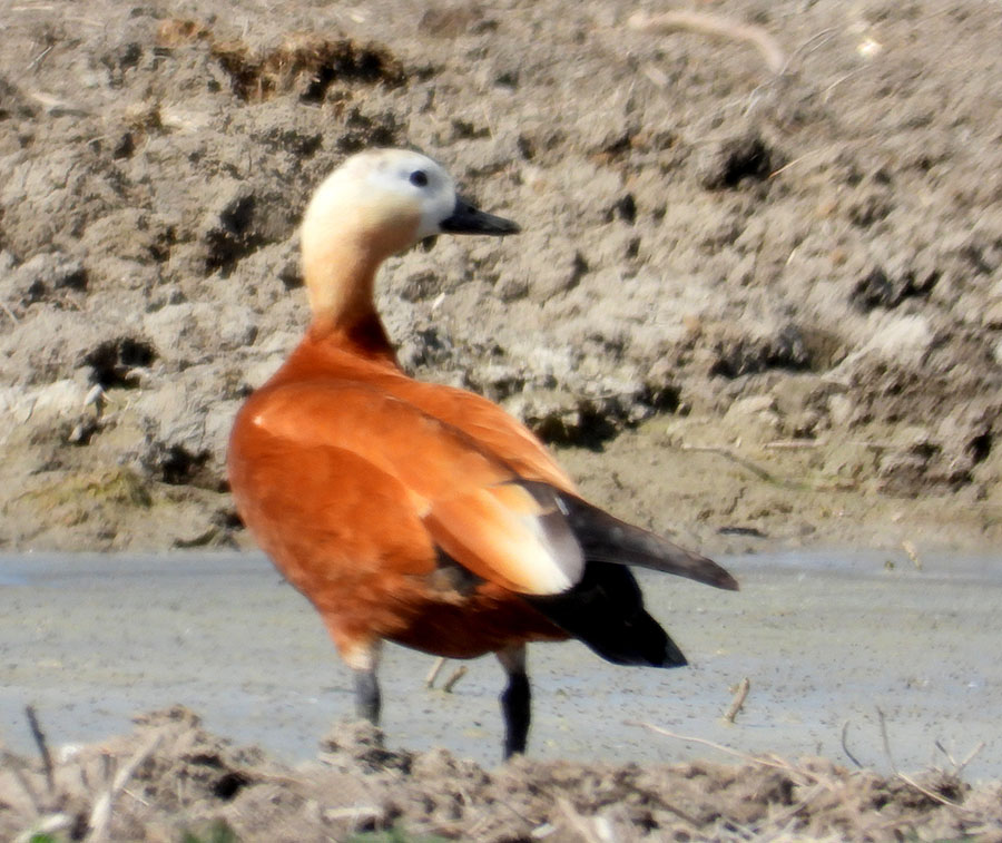 Ruddy Shelduck