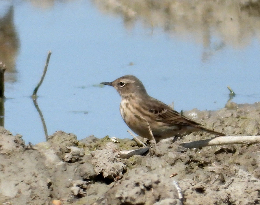 Water Pipit