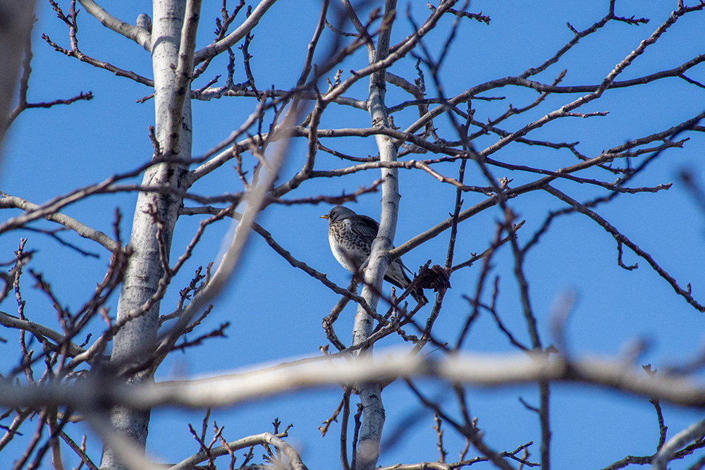 Fieldfare