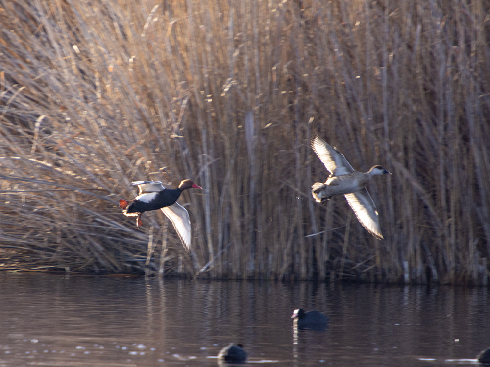 Red-crested Pochard