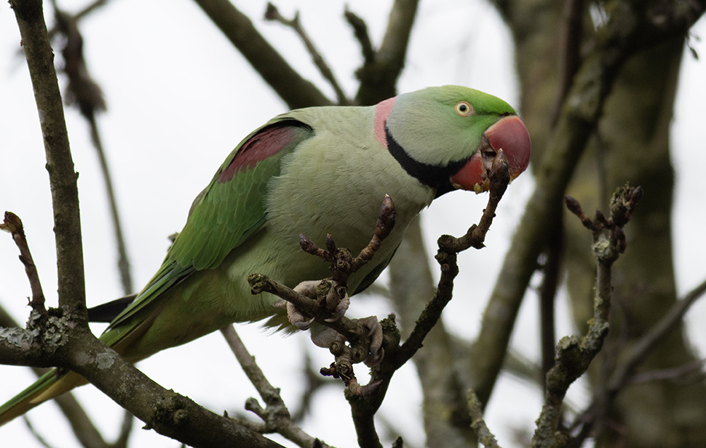Alexandrine Parakeet