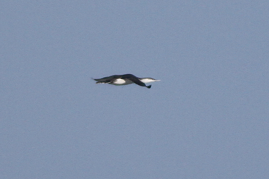 Red-throated Loon