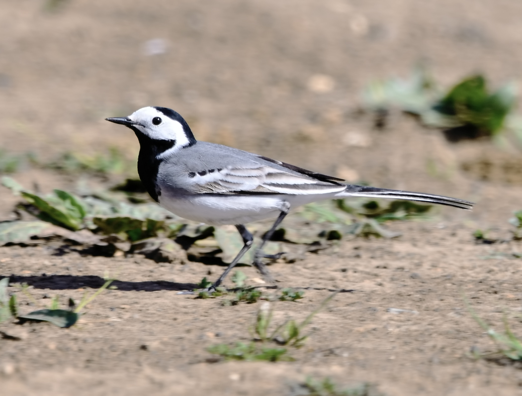 White Wagtail