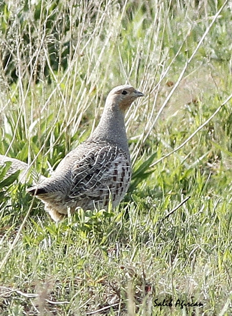 Grey Partridge