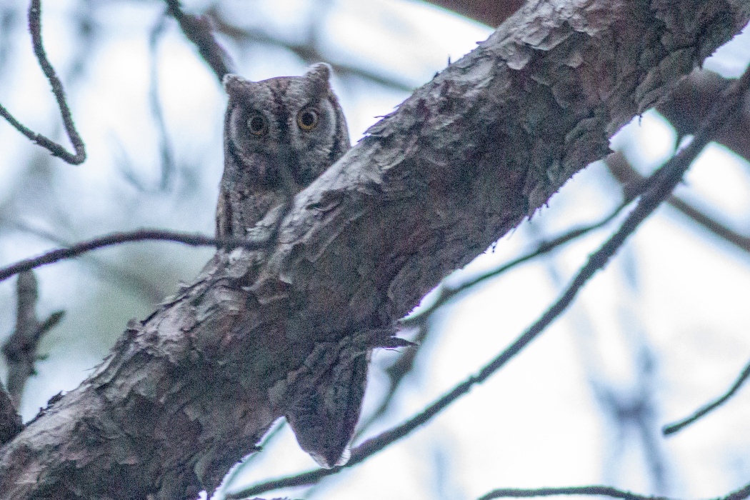 Eurasian Scops Owl