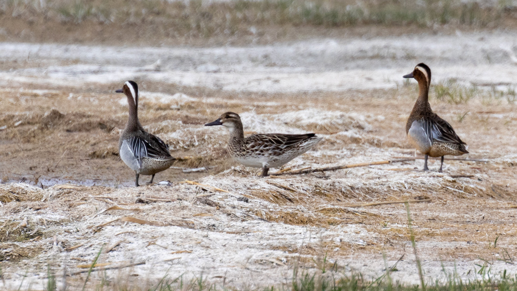 Garganey