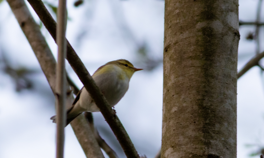 Wood Warbler
