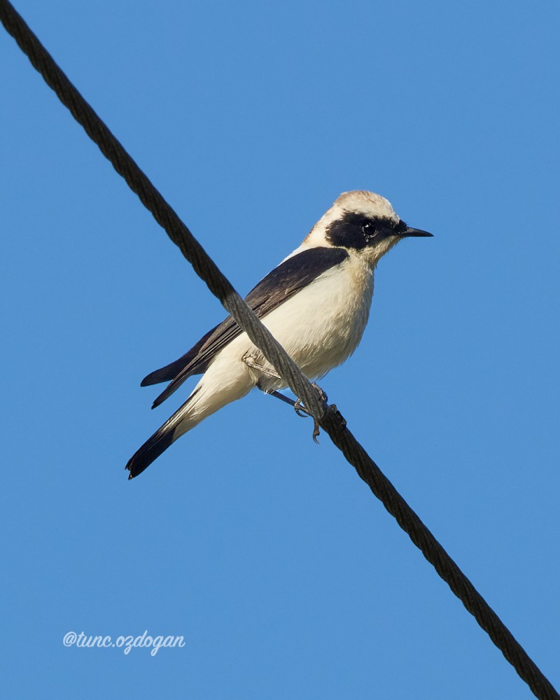 Black-eared Wheatear