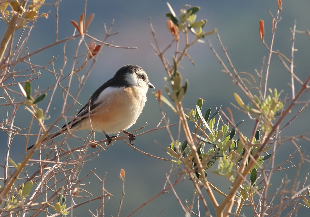 Masked Shrike