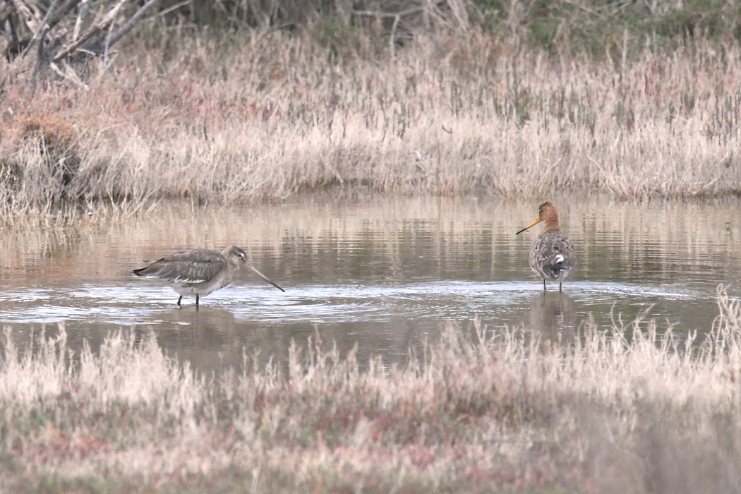 Black-tailed Godwit
