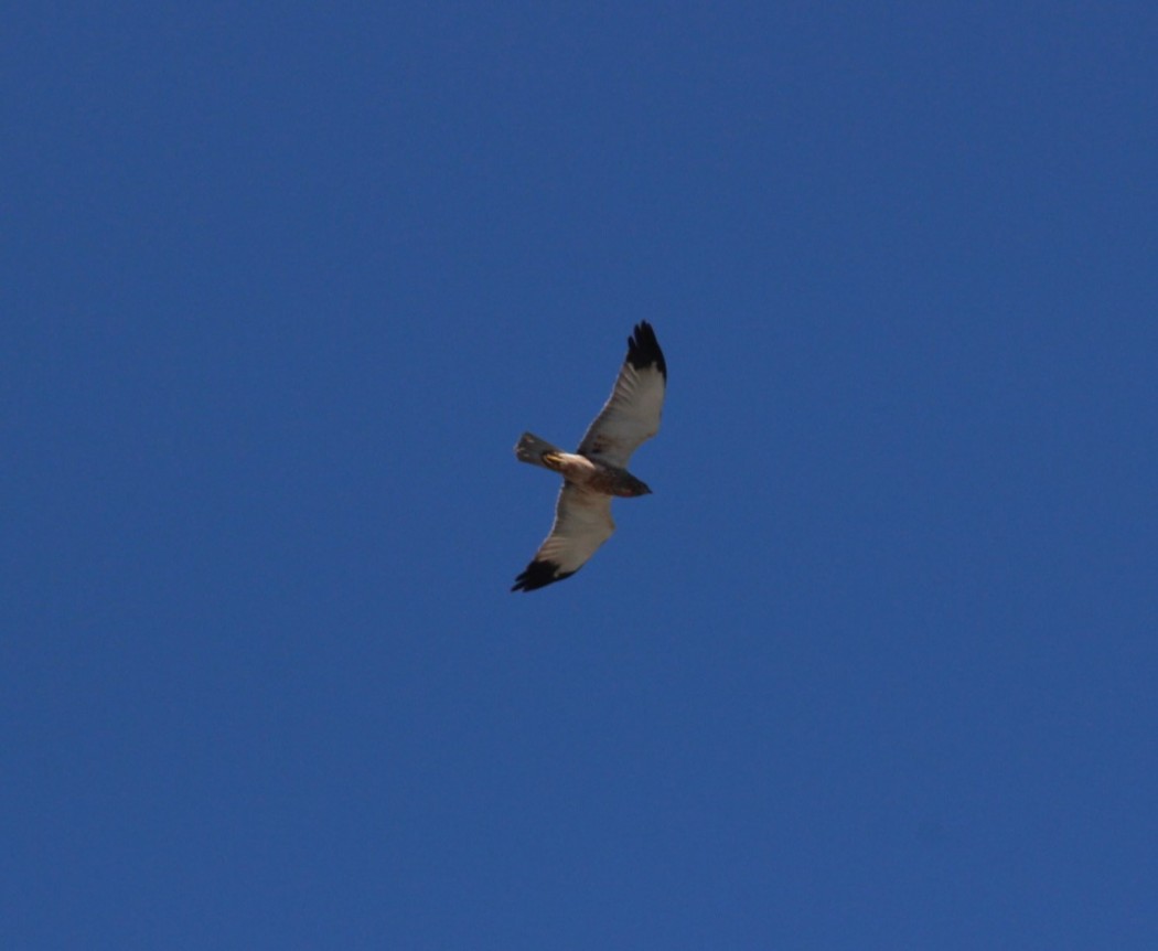 Western Marsh Harrier