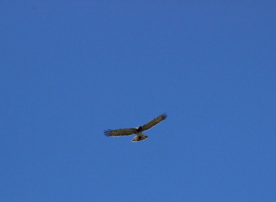 Short-toed Snake Eagle