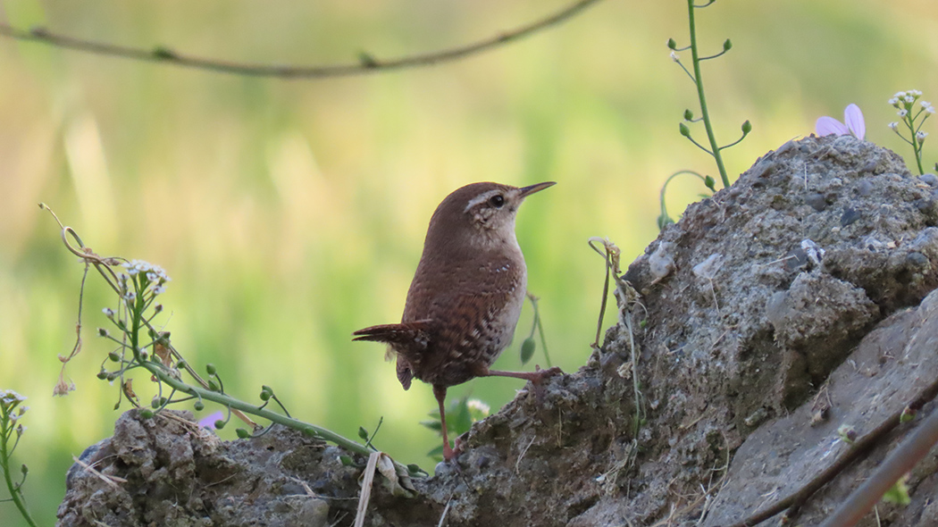 Eurasian Wren