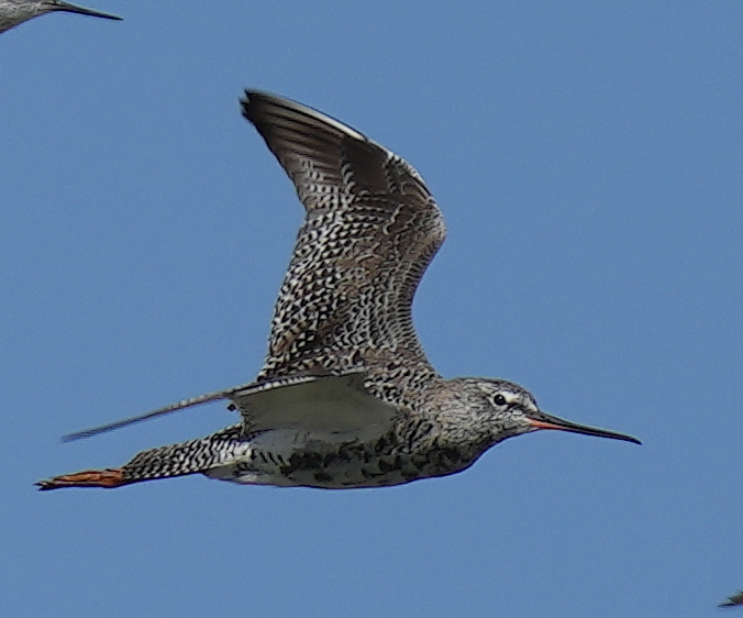Spotted Redshank