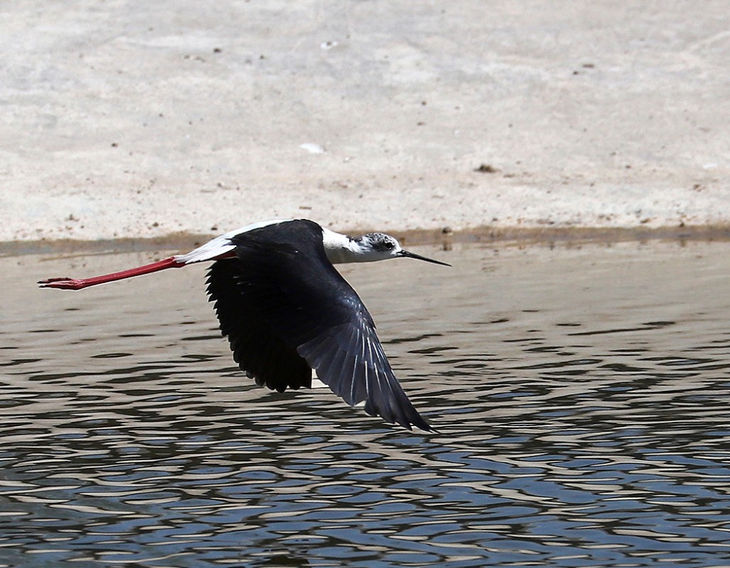 Black-winged Stilt