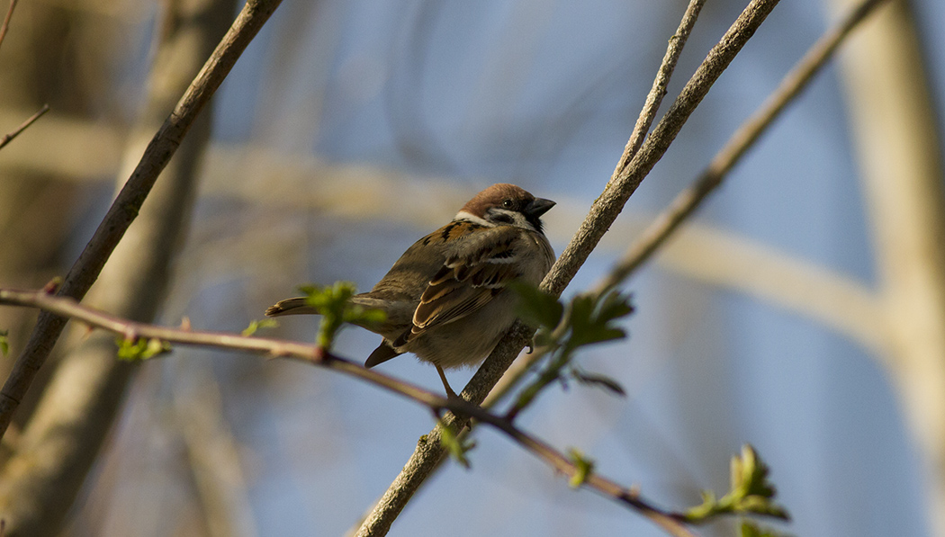 Eurasian Tree Sparrow