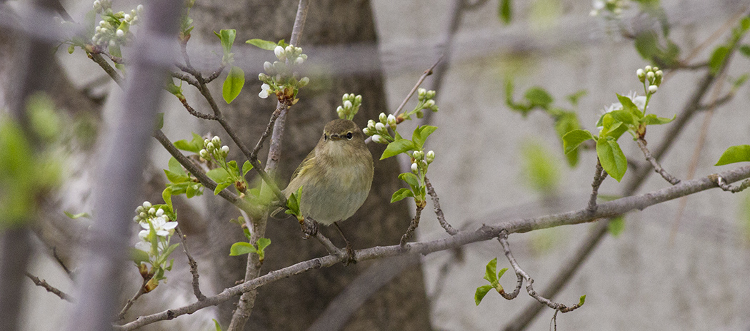 Common Chiffchaff