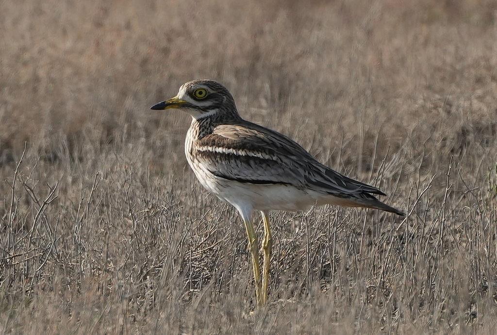 Eurasian Stone-curlew
