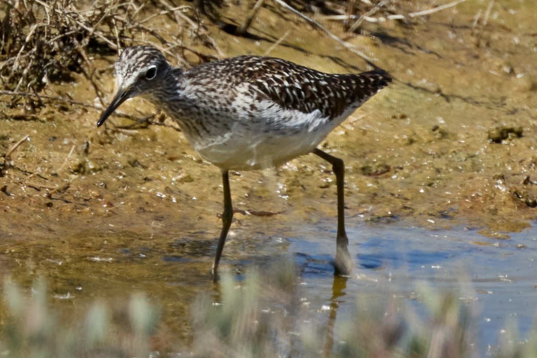 Wood Sandpiper