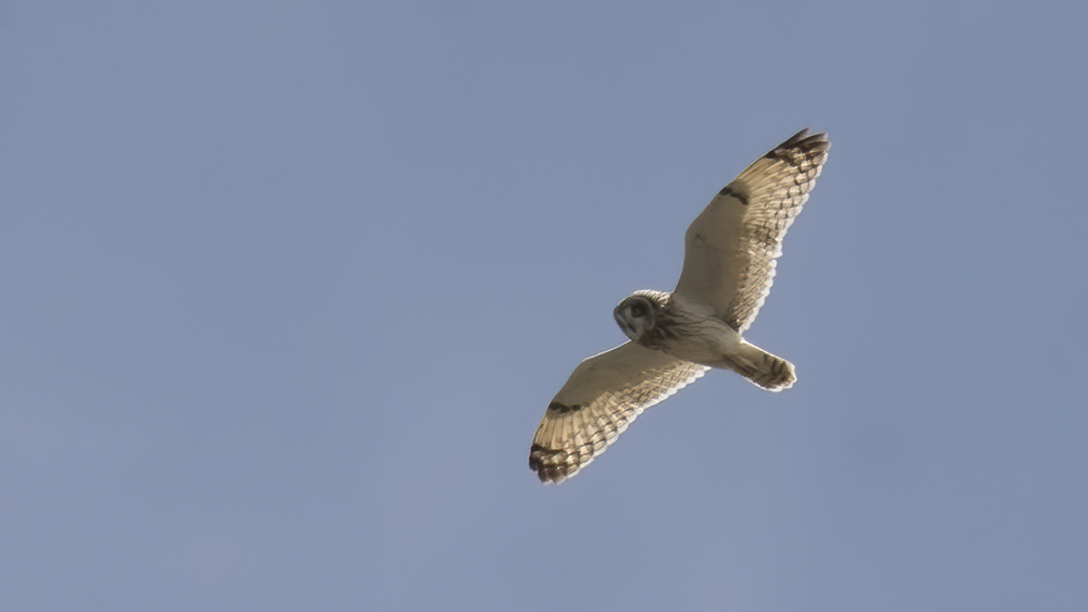 Short-eared Owl