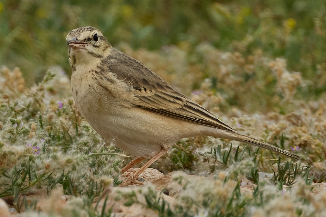 Tawny Pipit