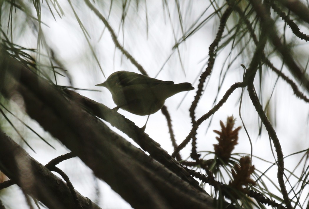 Yellow-browed Warbler