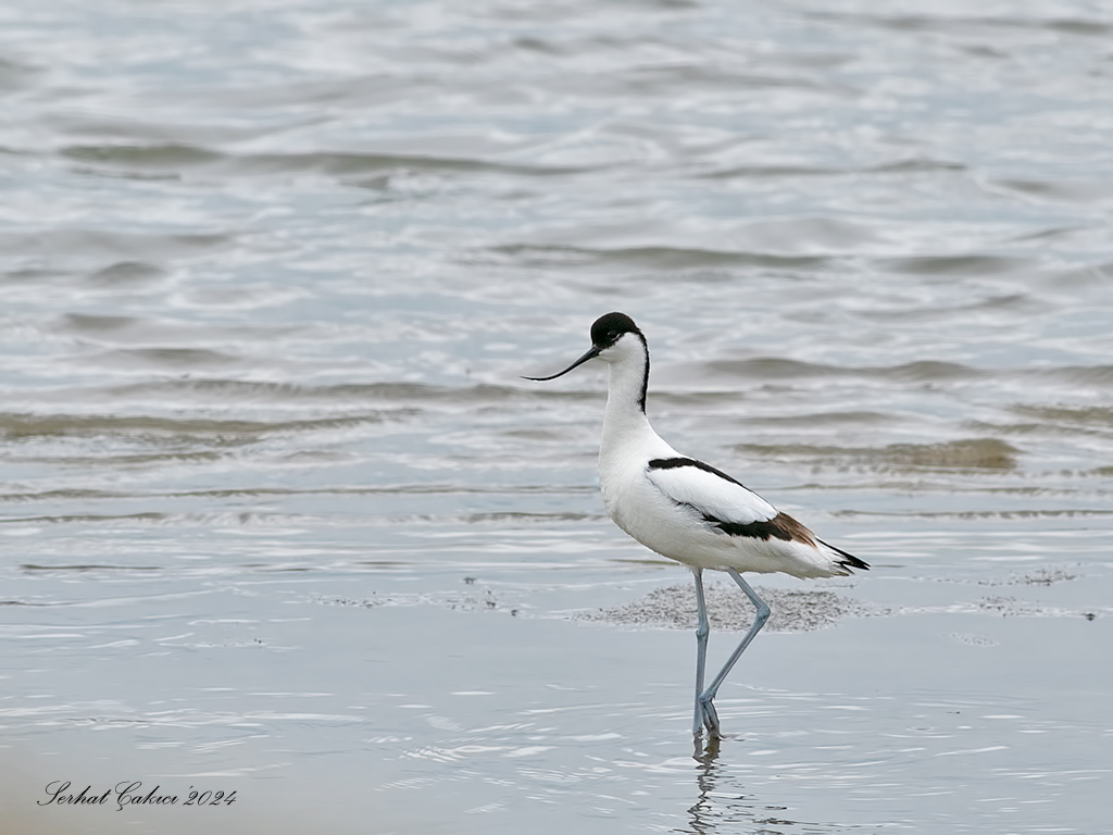 Pied Avocet