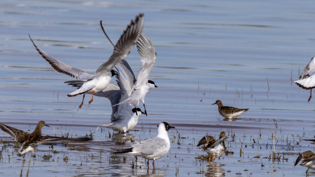 Gull-billed Tern