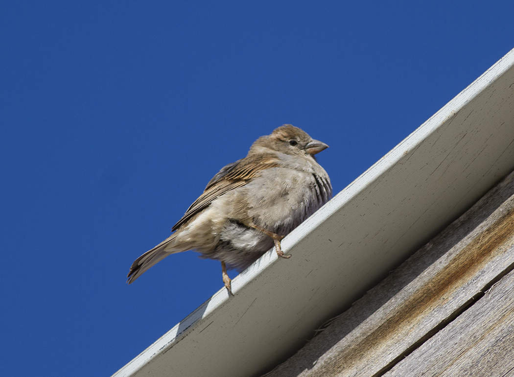 House Sparrow