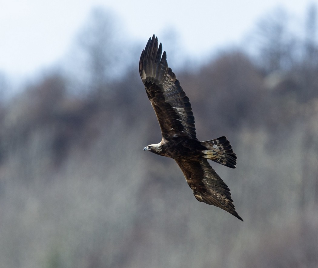 Golden Eagle