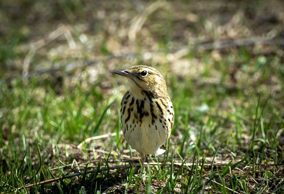 Tree Pipit