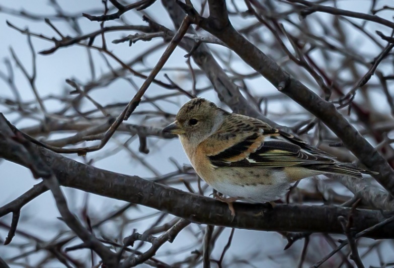 Brambling