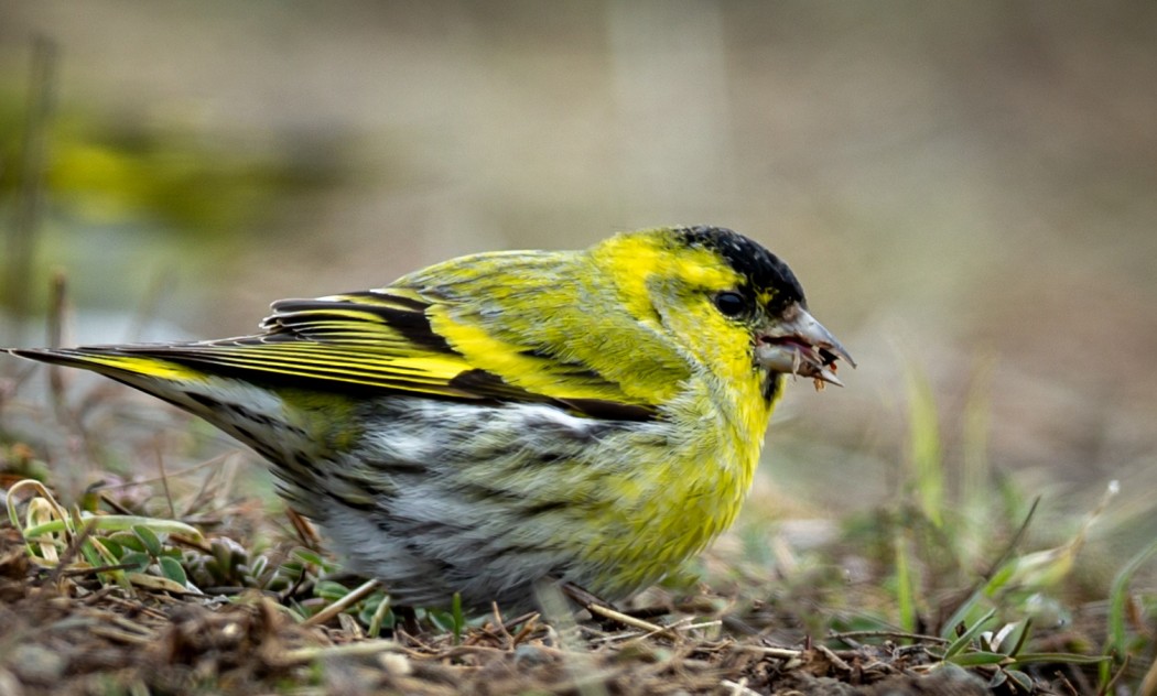 Eurasian Siskin