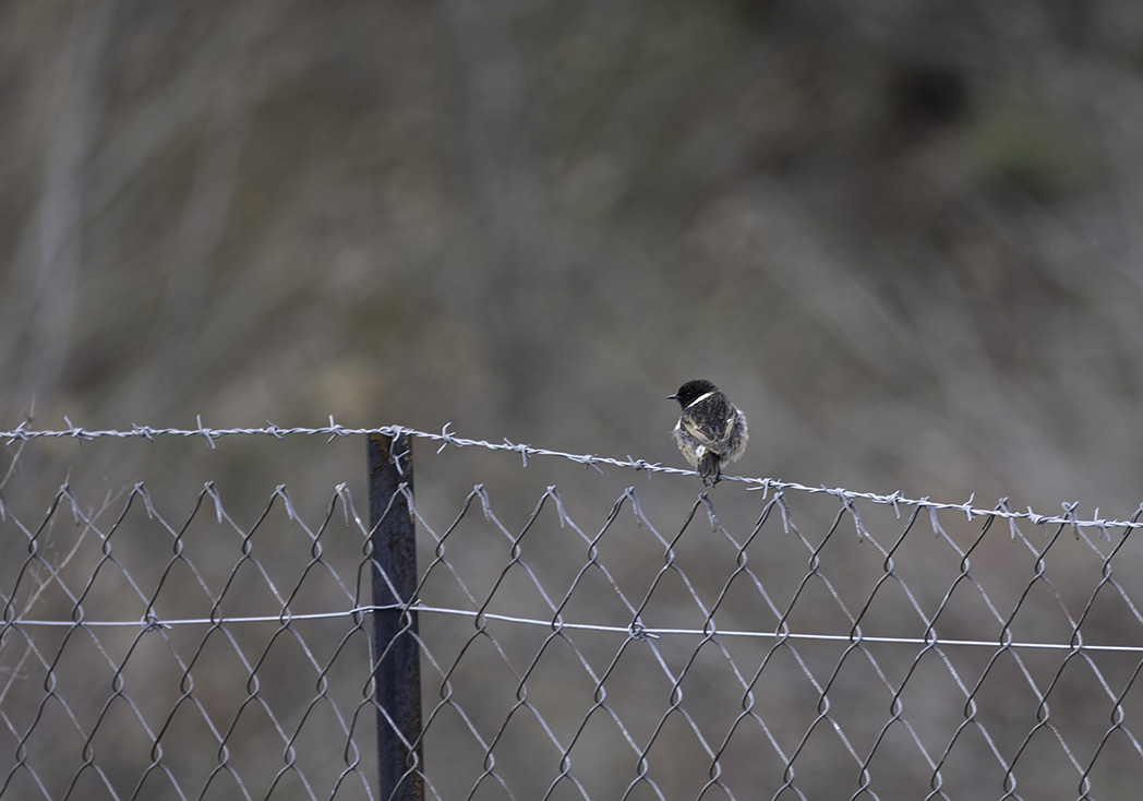 European Stonechat