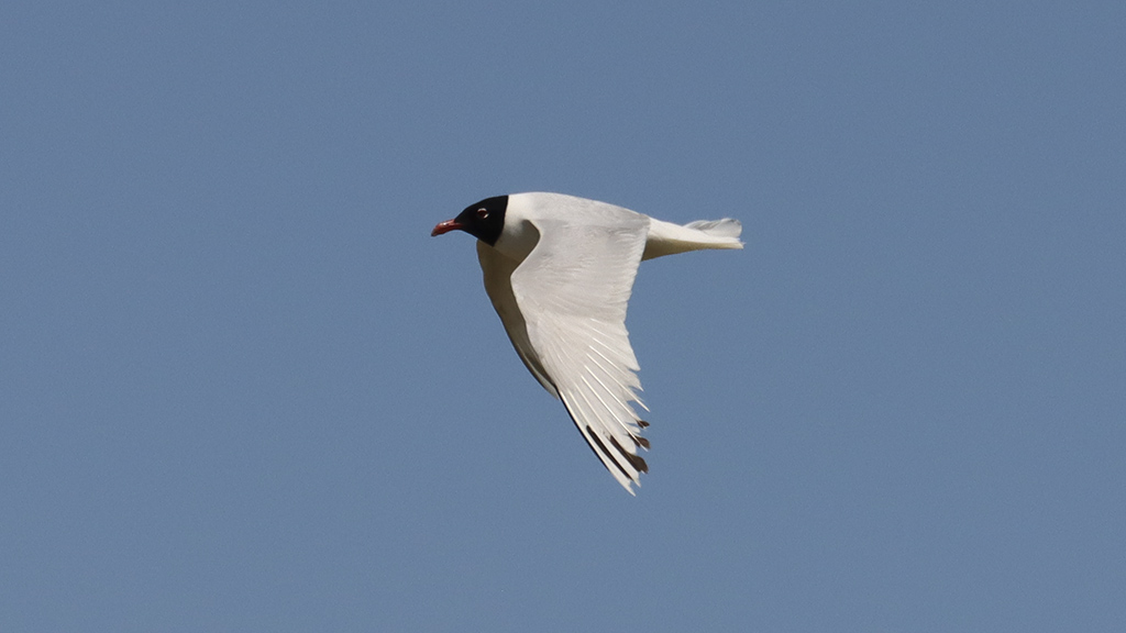 Mediterranean Gull