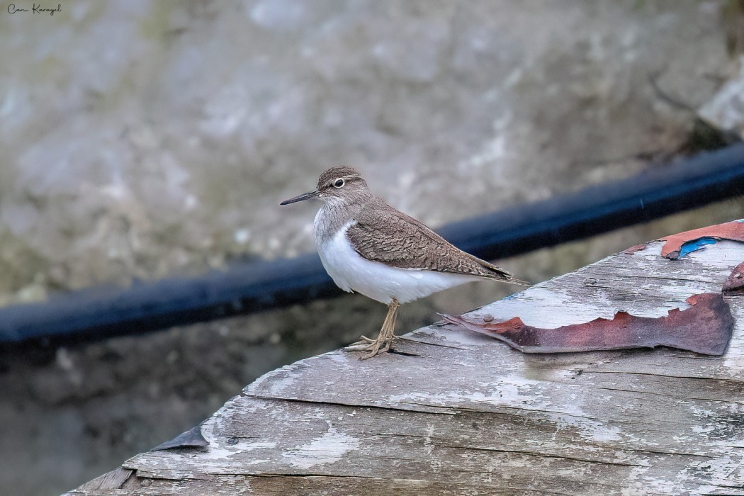 Common Sandpiper