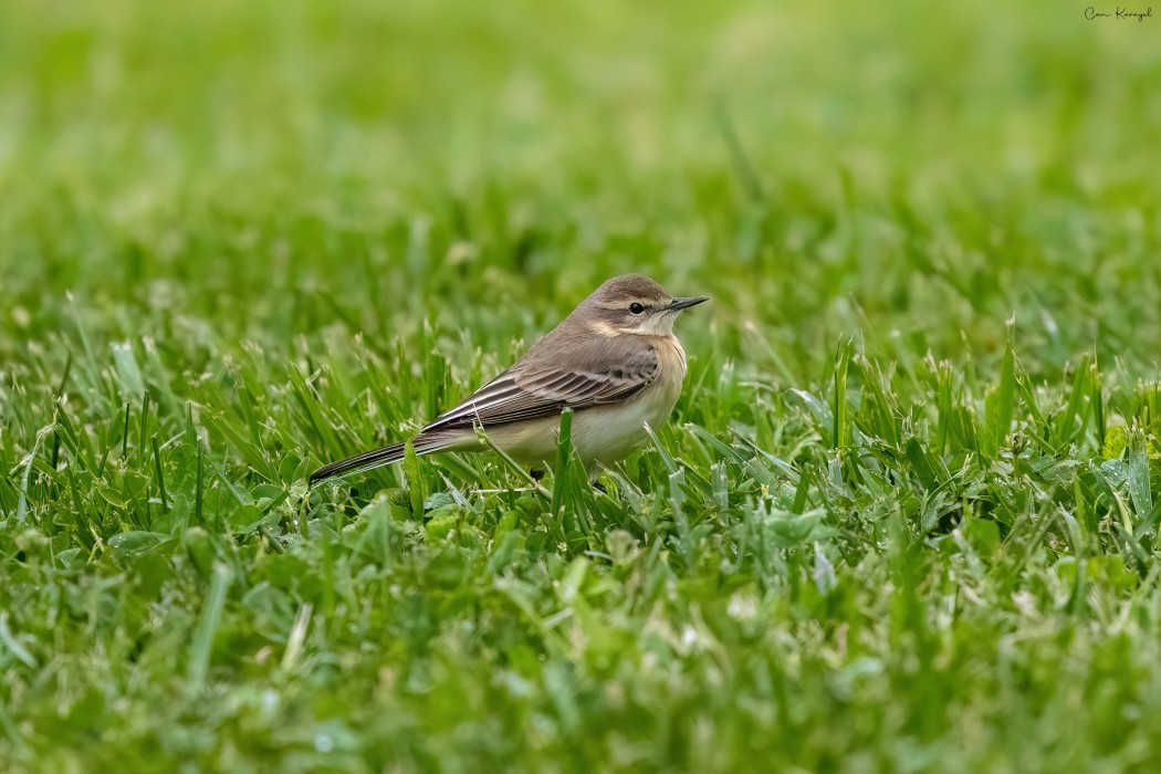Western Yellow Wagtail