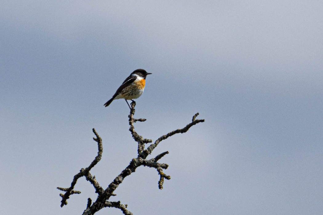 European Stonechat
