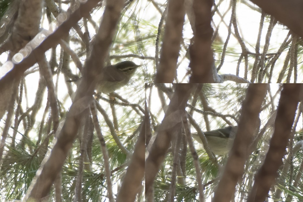 Yellow-browed Warbler